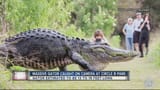 huge gator