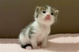 Smol