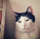 Sad kitty