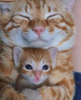Smol ginger