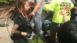moldilocks gif