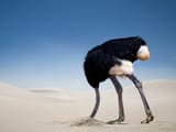 do-ostriches-bury-their-heads-in-the-sand