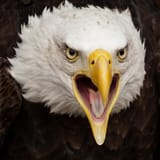 4eb267b9dc3e6d83e808d56240034e40-1387777537