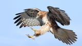 Red-tailed-hawk