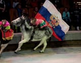 russia donkey charge