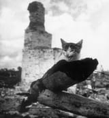 kaluga ruin cat 1943