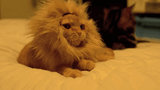 1476454550-lion-cat-cutest-cat