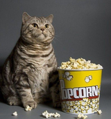 cat stoic with popcorn