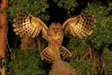barred-owl-landing-maryjane-sesto
