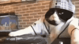 cat-dance-catto-dace