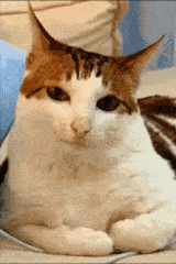 cat-smirk