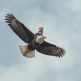 100percentamerican