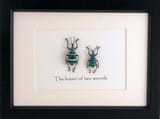 weevils