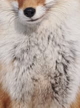 fox fluff