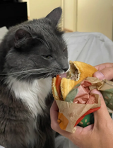BURGERKOT19