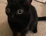 what cat