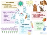 nipah-virus