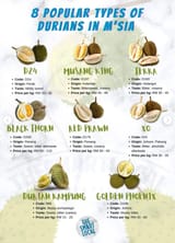 Durian types