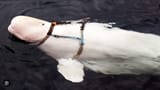 russian-bsdm-whale