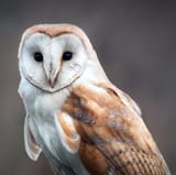 Barn Owl