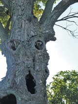 creepy tree