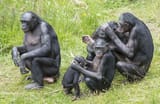 bonobos_apenheul_hugh_jansman