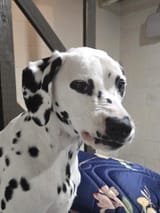 Plkijh