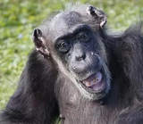 primate