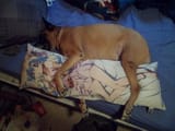 daki-dog