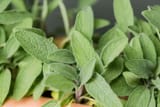 growing-sage-1402599-12-275432c21c2b46a0b3d639dda404011e