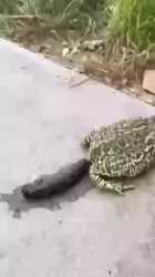 frog_thumb.jpg