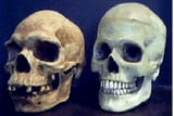 Russian skull (left) next to human skull (right)