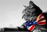 PATRIOTICBOWTIEKOT