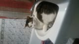 retarded cat when you party too hard