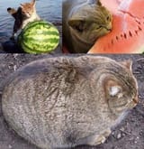 1707951610702823