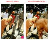 Adityanath-cow-urine-Collage