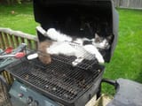 KOTREADYTOGRILL