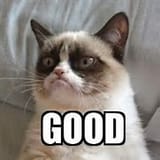 grumpy cat good