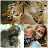 animal-mothers-human-vaccinates
