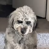 DeathDog
