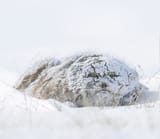 pallas-cat-in-the-snow