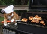 KOTGRILLING03