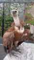 griffon vulture_thumb.jpg