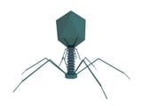 Virus3