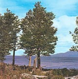 Lenga Beech