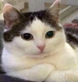 foldcat