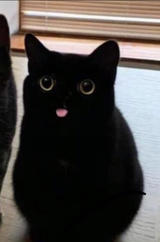 derp