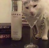 VODKOT12