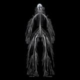 humannervoussystem