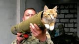 meow